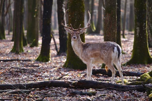 A majestic deer stands among tall trees in a sunlit forest, capturing the essence of wilderness.